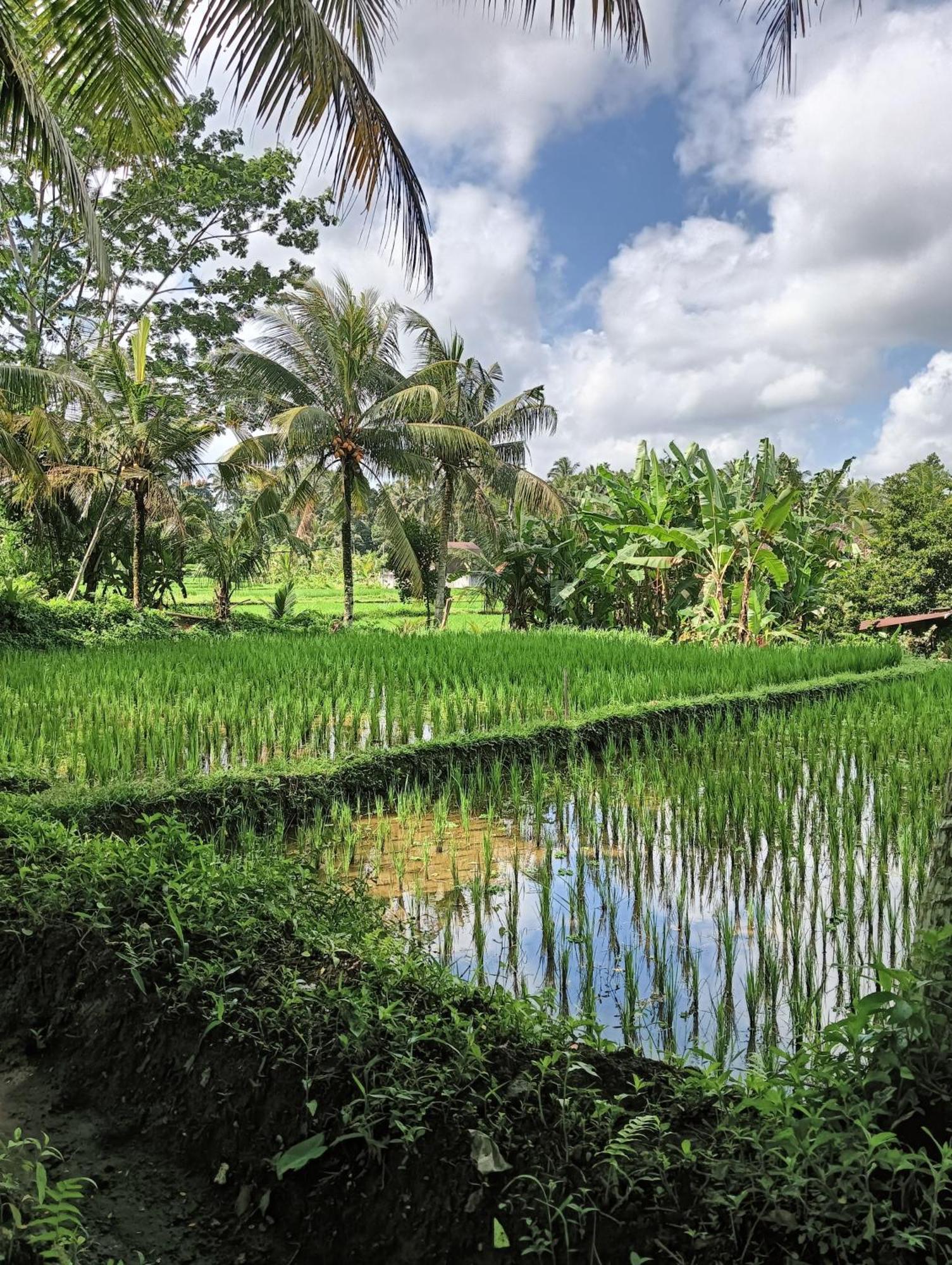 Rumah Guci Ubud  Bagian luar foto